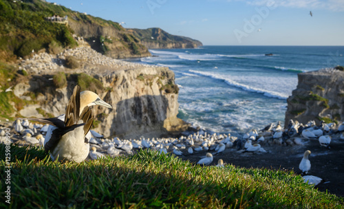 Obraz na płótnie Thousands of birds at Muriwai Gannet Colony. Auckland. w salonie