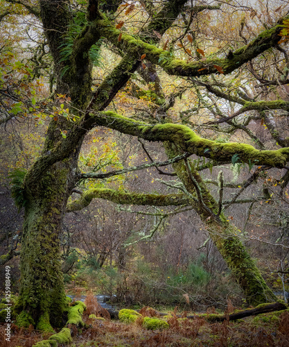 Trees and autumn colors at the riverbank of river Talladale in Beiin Eighe National Park, Highlands, Scotland photo