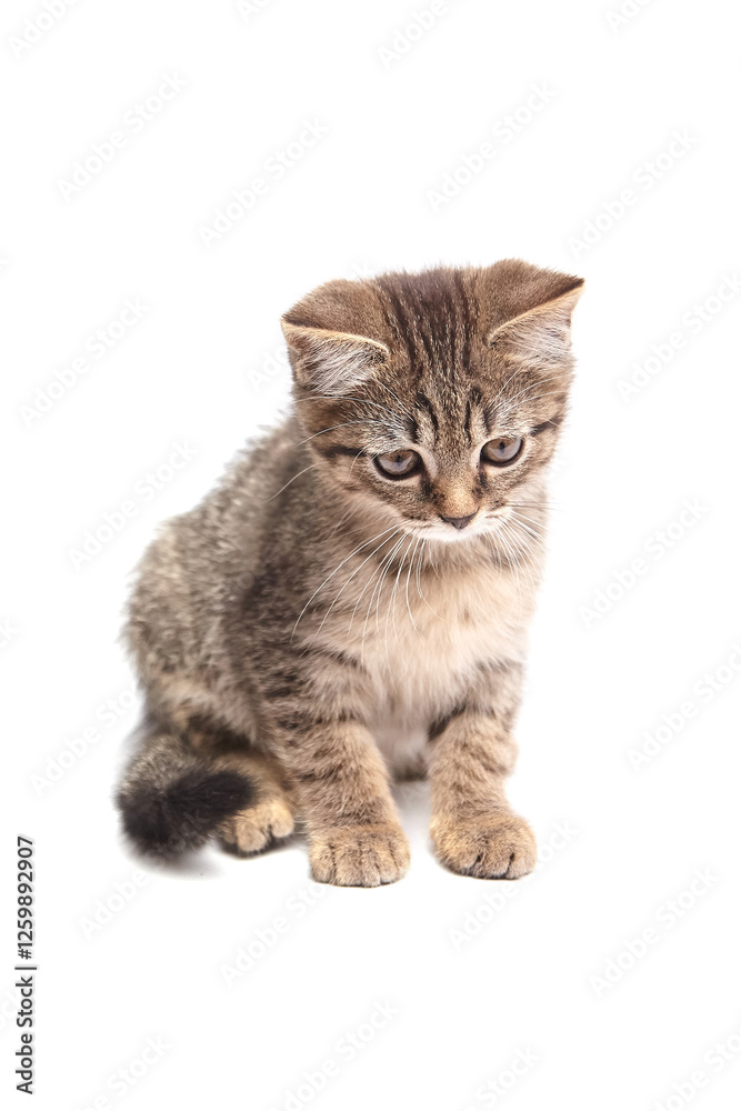 Fototapeta premium Adorable tabby kitten with fluffy fur and striped markings sits, looking down curiously. Isolated on a clean white background