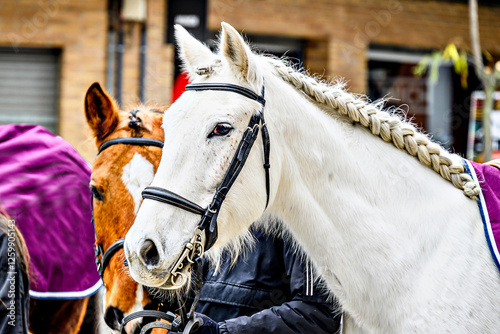 Horse parade at the Festival of the Three Sepulchres in Igualada, Barcelona, ​​feast of Saint Anthony the Abbot