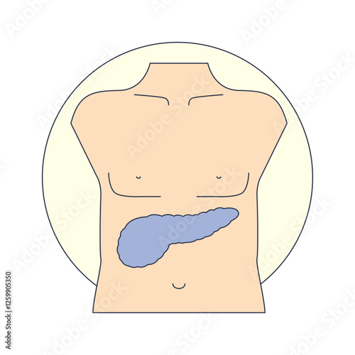 Illustration of a human torso highlighting the pancreas.