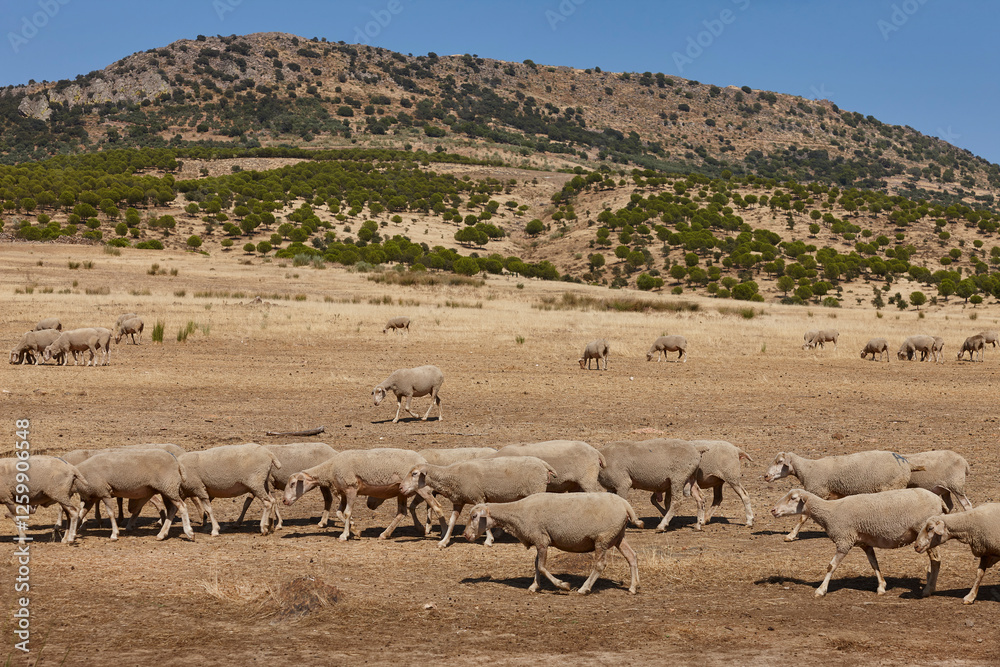 Ovine livestock in Extremadura. Dry season in Spain. Agriculture