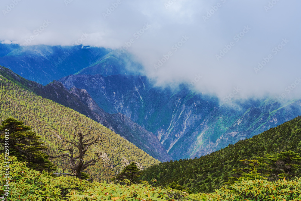 Obraz premium Beautiful Plateau Pasture and Meili Snow Mountain in Linzhi City, Tibet Autonomous Region, China On July 12th, 2023