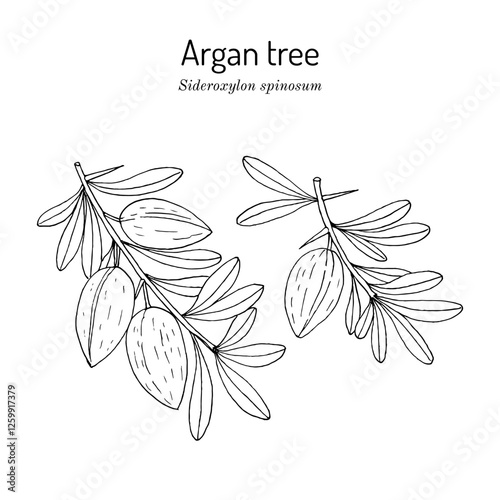 Argan tree (Sideroxylon spinosum), edible and medicinal plant. Hand drawn vector illustration