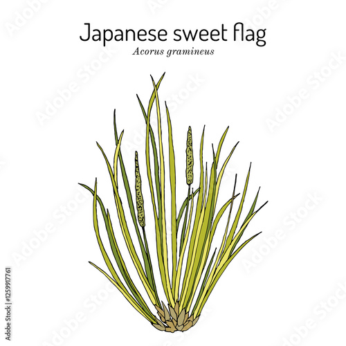 Japanese sweet flag (Acorus gramineus), edible and medicinal plant. Hand drawn vector illustration