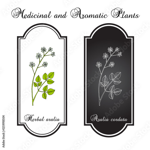 Herbal aralia, or Japanese spikenard (Aralia cordata), edible and medicinal plant. Hand drawn vector illustration