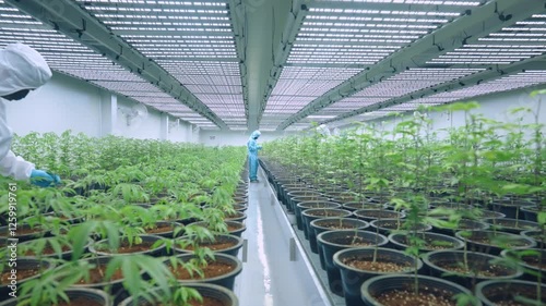 Specialist workers in a protective uniform checks on seedling leaf top potted plants. A Farm Lab controls a humidity and insect for a rich quality future harvest. Data Collection and Result Control. A