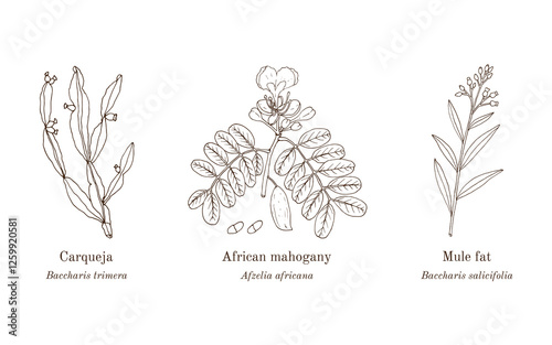 Collection of edible and medicinal plants