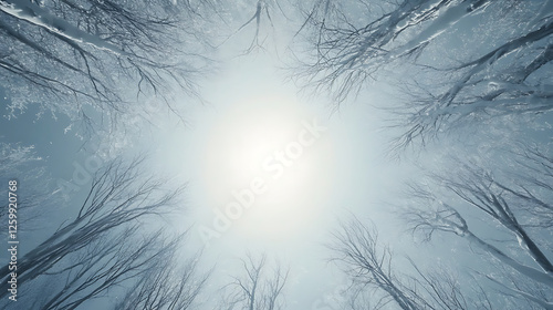 Upward View of a Snowy Winter Forest Under a Bright Sky