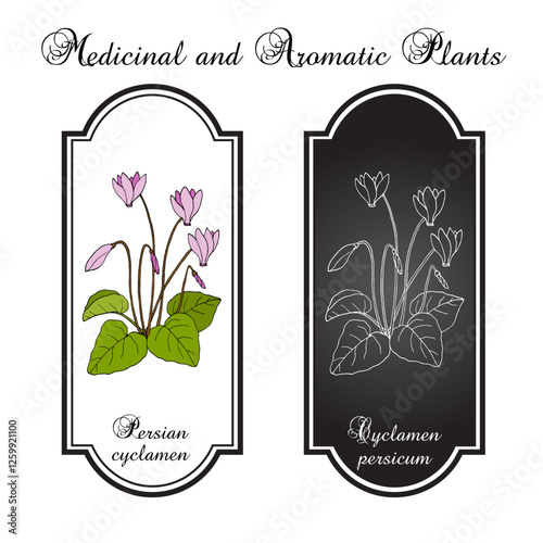 Persian cyclamen (cyclamen persicum), medicinal and ornamental plant. Hand drawn vector illustration