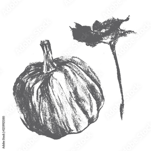 Hand drawn pumpkin drawing. Vector squash symbol. Organic pumpkin illustration with charcoal drawing, pencil doodle texture. Vegetable sign and veggy sketch