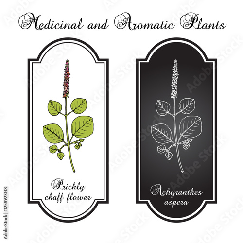 Prickly chaff-flower (Achyranthes aspera), medicinal plant. Hand drawn botanical vector illustration