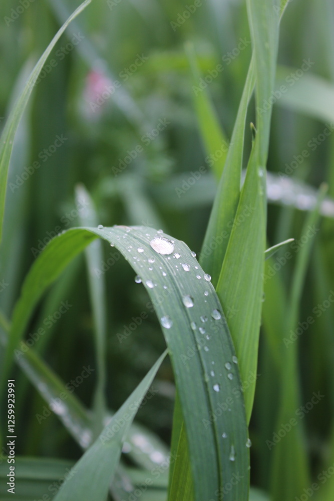 Fototapeta premium Morning Dew on Grass, rain drops on green leaf