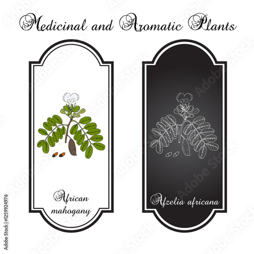African mahogany (Afzelia africana), edible and medicinal plant. Hand drawn botanical vector illustration