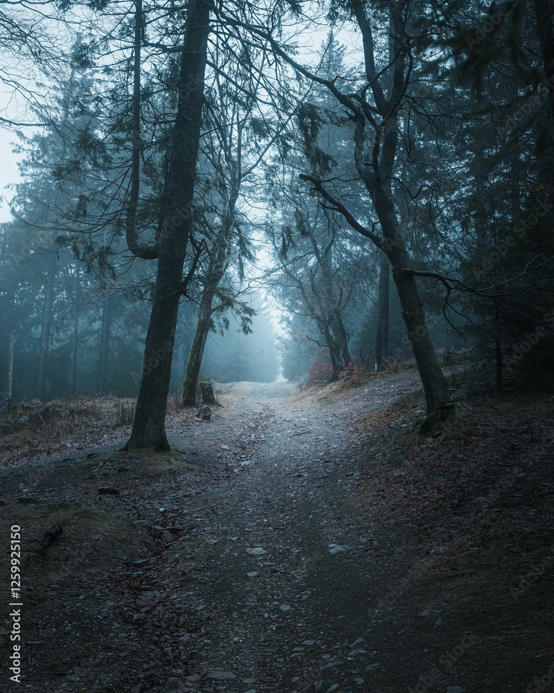 Naklejka premium Misty forest path surrounded by tall trees and a serene atmosphere
