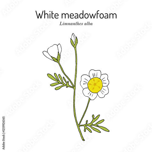 White meadowfoam (Limnanthes alba), this plant is the source of seed oil used in cosmetics