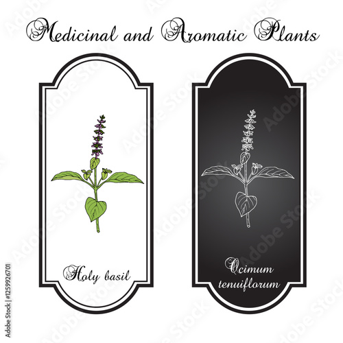 Holy Basil, or tulasi (Ocimum tenuiflorum), edible and medicinal plant. Hand drawn vector illustration