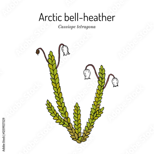 Arctic bell-heather (Cassiope tetragona), northern plant. Hand drawn vector illustration photo