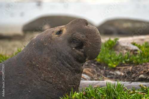 Portrait of a male elephant seal, Drakes Beach, California