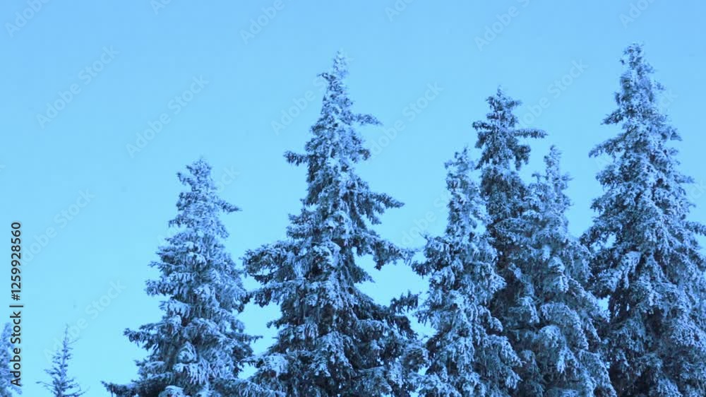 Snow-covered pine trees in the mountains with fast moving clouds in the sky