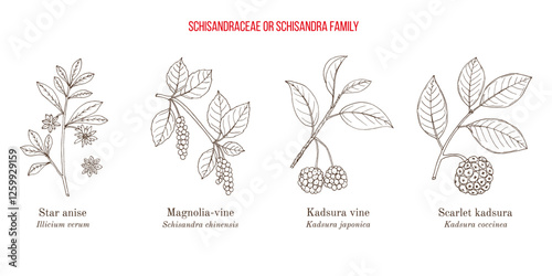 Collection of edible and medicinal plants of Schisandra family