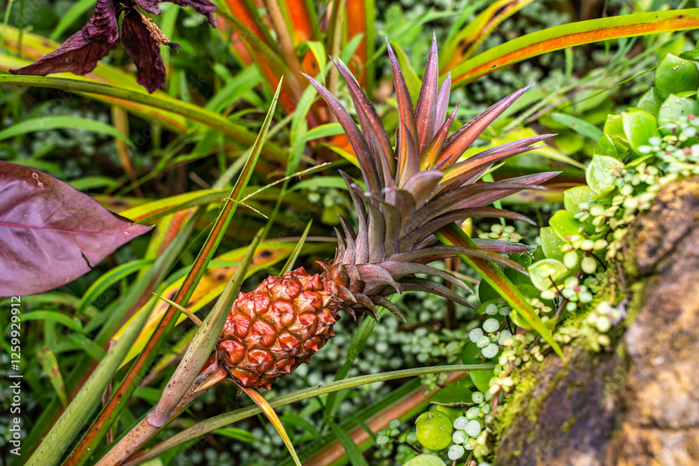Close up of young pineapple fruit growing in a field Close up of young pineapple fruit growing in a field