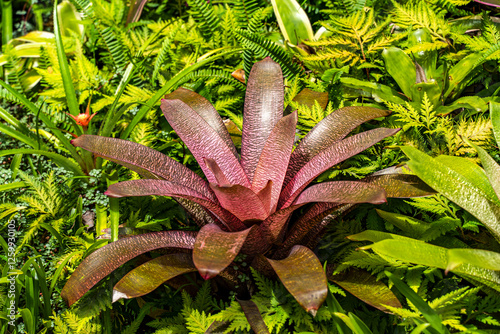 Close-up of Vriesea fosteriana 'Red Chestnut'. photo