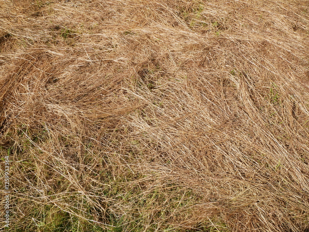 Golden hay lies unbundled on the ground. Its dry texture serves as a background or pattern, adding a natural and warm atmosphere to the scene. Golden hay lies unbundled on the ground. Its dry texture serves as a background or pattern, adding a natural and warm atmosphere to the scene.