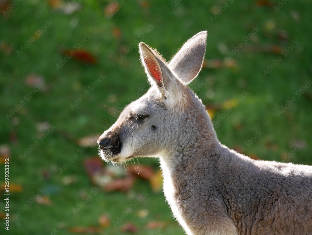 Kangaroo portrait. A close-up portrait of a calm, watchful kangaroo. In Germany, they live in enclosures or farms, which is controversial. The close-up captures fine details. Kangaroo portrait. A close-up portrait of a calm, watchful kangaroo. In Germany, they live in enclosures or farms, which is controversial. The close-up captures fine details.