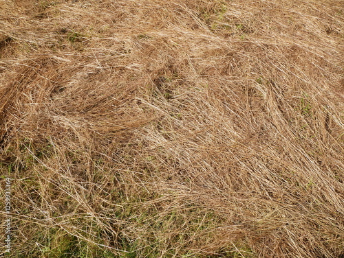 Golden hay lies unbundled on the ground. Its dry texture serves as a background or pattern, adding a natural and warm atmosphere to the scene. photo