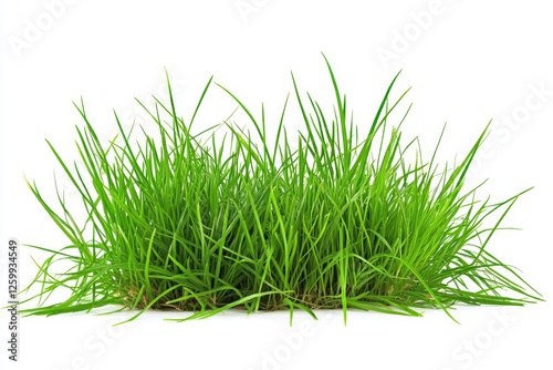 Lush green grass isolated on white background photo