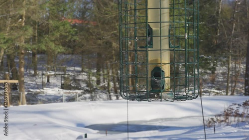 Winter weather backing a fresh birdfeeder. photo