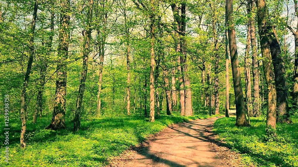 View of dirt road, growing tall trees with fresh bright green foliage, bushes, green grass on sunny spring day. Dirt road between trees and bushes with green leaves in park. Nature. Natural background View of dirt road, growing tall trees with fresh bright green foliage, bushes, green grass on sunny spring day. Dirt road between trees and bushes with green leaves in park. Nature. Natural background
