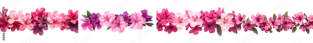 Vibrant pink azalea or rhododendron flowers blooming in lush floral border arrangement on clean white background Delicate petals and green foliage create a serene and romantic spring or summer scene Vibrant pink azalea or rhododendron flowers blooming in lush floral border arrangement on clean white background Delicate petals and green foliage create a serene and romantic spring or summer scene