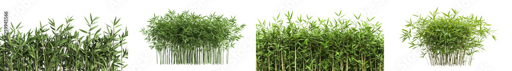 Obraz premium Lush Verdant Bamboo Grove Thriving in Tranquil Natural Environment Abundant Green Foliage Flourishing Vegetation and Serene Landscape