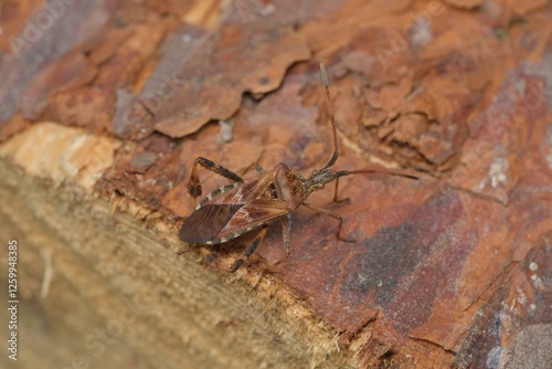 Leptoglossus occidentalis photo