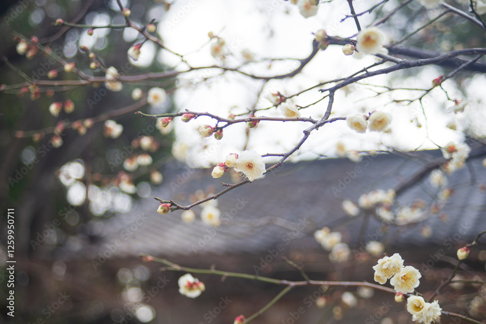 Plum blossom in the garden, Osaka Japan Plum blossom in the garden, Osaka Japan