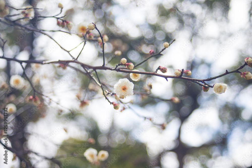 Plum blossom in the garden, Osaka Japan Plum blossom in the garden, Osaka Japan