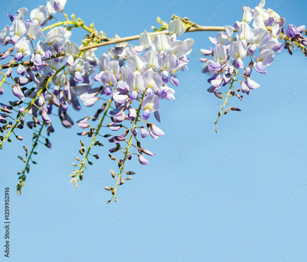 Branch of Wisteria flowers against blue sky. Selective focus.