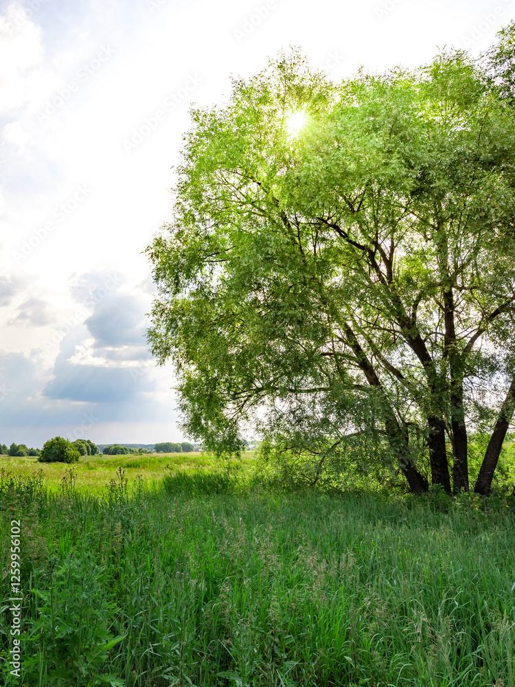 Fototapeta premium Tree is in the middle of a field with a cloudy sky in the background