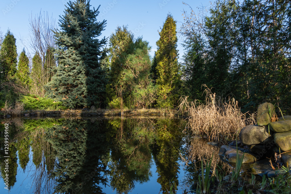 Evergreens growing on shore are reflected in crystal clear water. Beautiful garden pond with stone banks against backdrop of evergreens and blue December sky. Nature spring concept for design Evergreens growing on shore are reflected in crystal clear water. Beautiful garden pond with stone banks against backdrop of evergreens and blue December sky. Nature spring concept for design