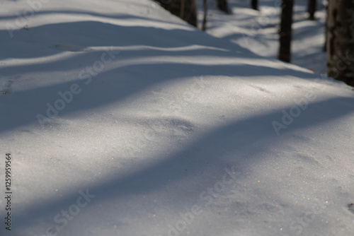 Obraz na płótnie dettaglio delle ombre scure degli alberi che si distendono su un terreno naturale coperto dalla neve, di giorno, in inverno w salonie