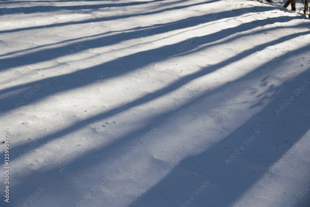 dettaglio delle ombre scure degli alberi che si distendono su un terreno naturale coperto dalla neve, di giorno, in inverno