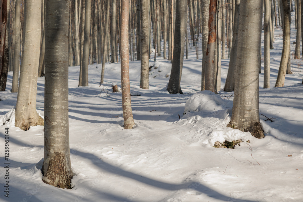 dettaglio di una foresta nelle alte colline della Slovenia con il terreno innevato, di mattina, in inverno