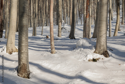 Obraz na płótnie dettaglio di una foresta nelle alte colline della Slovenia con il terreno innevato, di mattina, in inverno w salonie