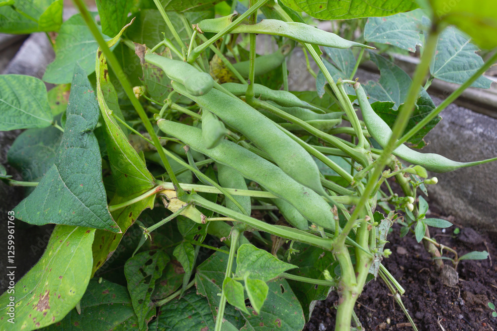 Fototapeta premium Healthy Green Beans or Phaseolus vulgaris Hanging on a Bean Plants