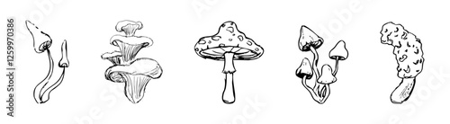 Mushroom sketch doodle drawing, fantasy forest line plant. Set botanical hand drawn mushrooms. Tattoo sign Linear.