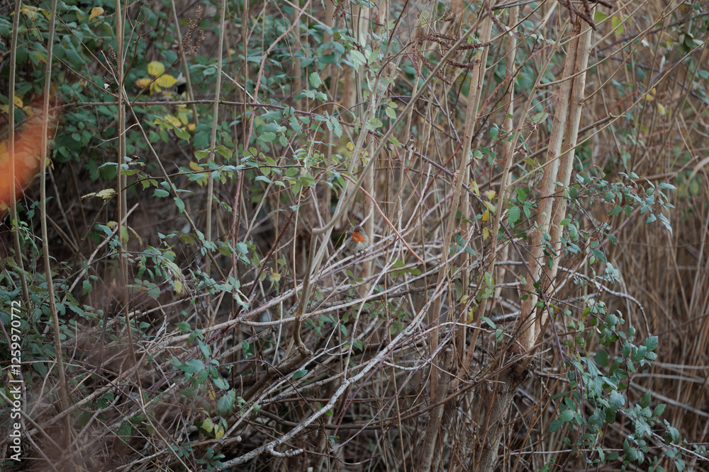 piccolo pettirosso in mezzo ai rami di una fitta vegetazione, all'aperto, in un ambiente naturale nel nord Italia, in inverno