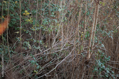 Obraz na płótnie piccolo pettirosso in mezzo ai rami di una fitta vegetazione, all'aperto, in un ambiente naturale nel nord Italia, in inverno w salonie