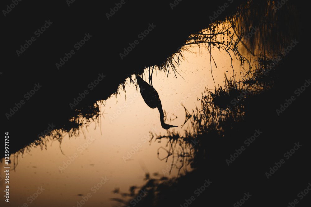 sagoma nera di un uccello di grandi dimensioni che si riflette sulla superficie d'acqua di un canale, in un ambiente naturale, al tramonto